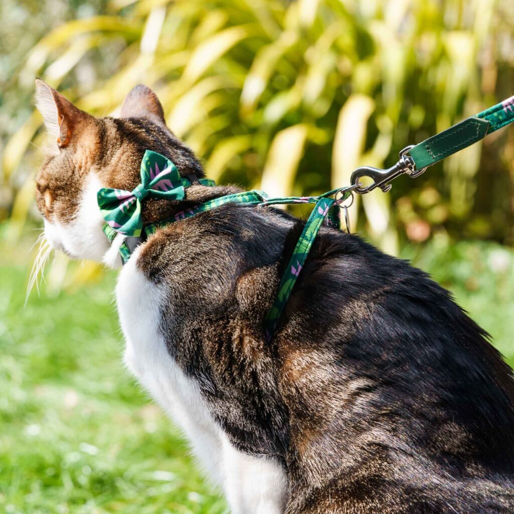 Best Cat Harness